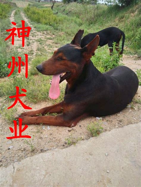 成武县满月的苏联红犬哪里有卖的_苏联红犬_山东省神州犬业驯养基地