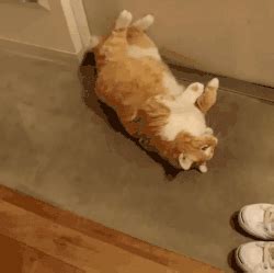 该进去的猫在地上打滚：耐我何？！|猫_新浪新闻