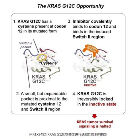 KRAS基因突变怎么办,KRAS基因突变的治疗,KRAS靶向药,KRAS基因突变靶向药_全球肿瘤医生网