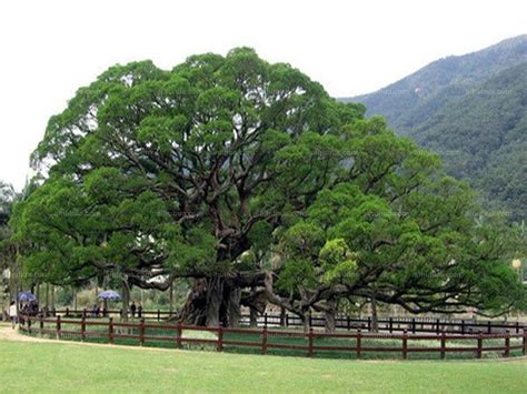 阳江：关山月家乡的两棵榕树，都是古树名木_www.isenlin.cn