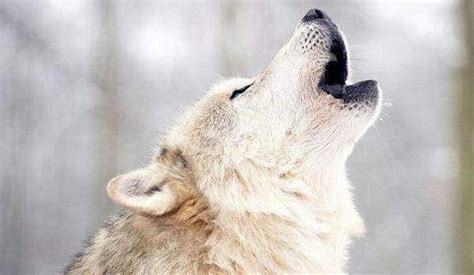 世界上最厉害的八种狼：北美灰狼（比藏獒凶猛）_小狼观天下