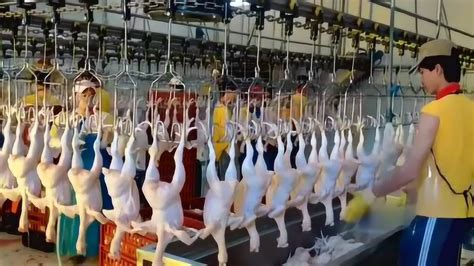 实拍中国鸡肉屠宰场，一小时能生产1000只鸡是如何做到的