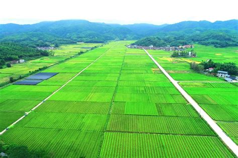 福建农村网-海峡农业杂志社旗下网站- 邵武高山野生茶资源开发利用探析