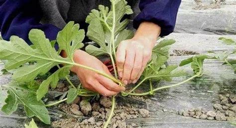 春季露地栽培小西瓜如何整枝压蔓,种植露天西瓜技术教程 - 品尚生活网