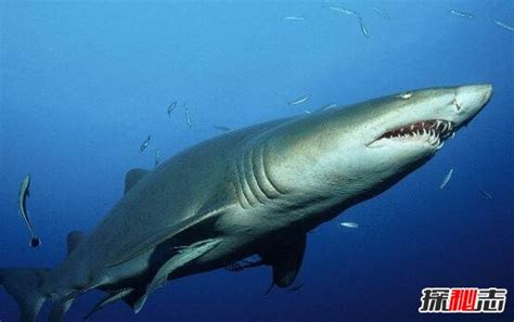 世界上最温顺的鲨鱼，护士鲨(性情温顺不主动攻击人类)_探秘志