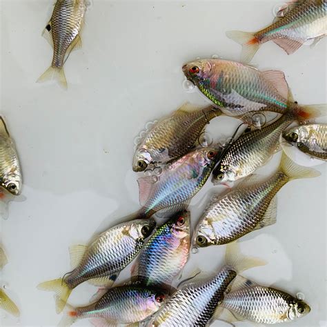 冷水小型观赏鱼有哪些品种 冷水观赏鱼品种图鉴_金鱼 - 养宠客