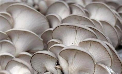 口蘑和白蘑菇的区别 - 农敢网