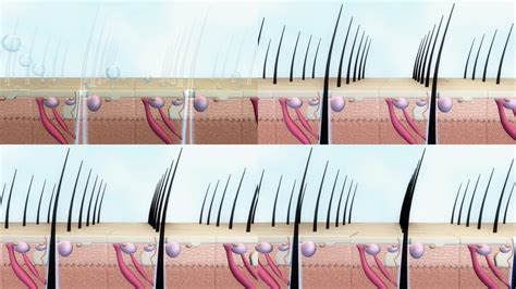 毛囊解剖图皮肤病学医学概念作为人类头发与从头皮出现的轴作为 3D 插图。高清摄影大图-千库网