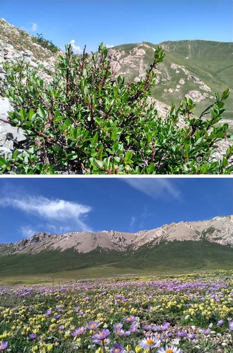 80年，青藏高原柳属高山灌木线爬升59.3米_资讯_环境生态网