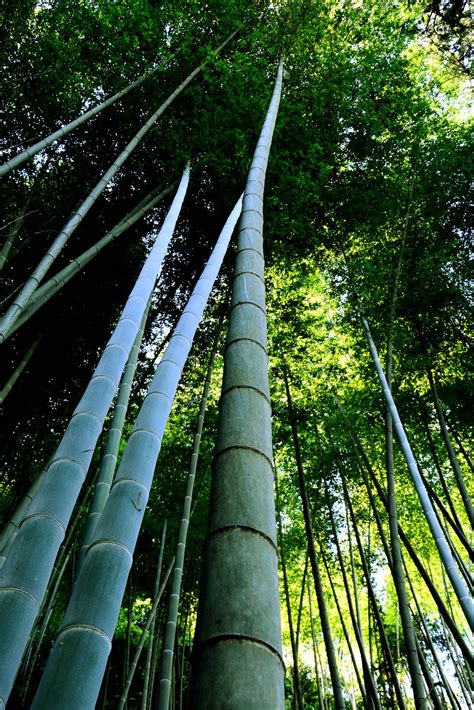 园林常见24种竹子品种 景观设计常绿植物 遮挡树木-绿宝园林网