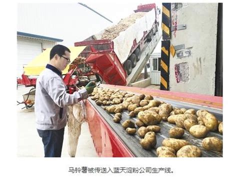 有为政府与定西马铃薯产业发展经验：新结构经济学的解读