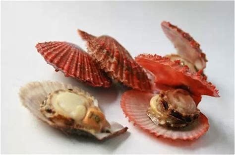 海鲜贝类大全名称图片（常见15种贝类海鲜有哪些）_食品饮料_聚货星球网