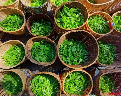 普洱茶香在勐海，第十届勐海（国际）茶王节将于9月28日开幕！-励为展览