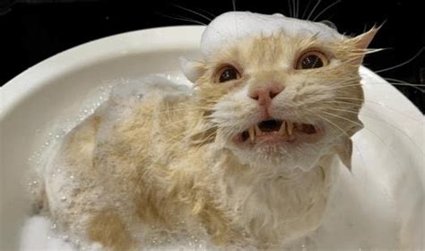 新手如何给猫洗澡？这里有最详尽的方法给到你-宠物网