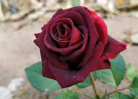 玫瑰如何养护？玫瑰的养殖方法和注意事项-绿宝园林网