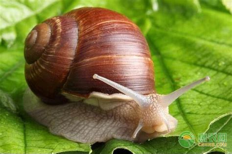 蜗牛是益虫还是害虫？ - 惠农网
