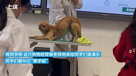 宠物训练中级班训狗收费标准_训狗学校丨上海爱家宠物学校