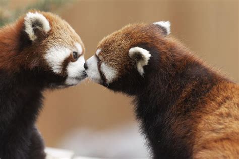 世界接吻日：动物亲吻爱意满满 玩亲亲甜炸-搜狐大视野-搜狐新闻