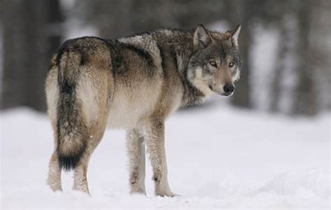 一夜成名的西伯利亚平原狼！#动物档案馆#