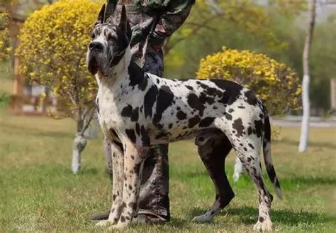 萨卢基猎犬，精致优雅的犬中贵族_中东_品种_人们