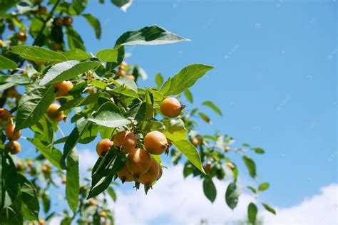 经济价值高的果树有哪些？猕猴桃树和葡萄树价值高-参展网