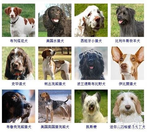 45种世界名犬品种介绍（宠物狗品种大全及图片） - 胖萌舍宠物网