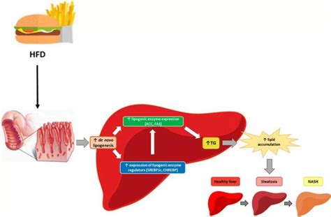 Cell Metabolism 综述 | 肝星状细胞的可塑性代谢调节能力 - 技术前沿 - 资讯 - 生物在线