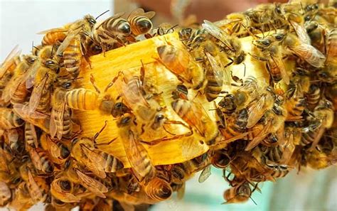 蜜蜂什么时候繁殖快？搞清楚这4个条件，基本上都可以判断出来！