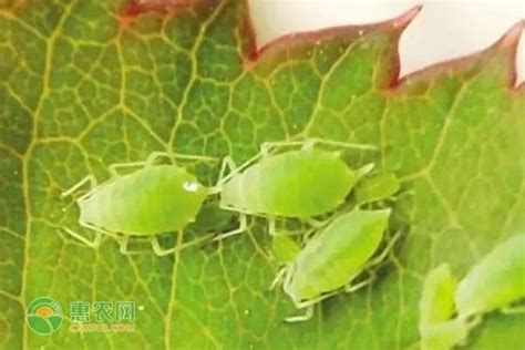西瓜蚜虫危害症状、发生规律及防治措施