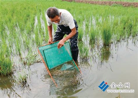 科技下乡助力水稻产业发展-四川农业大学新闻网