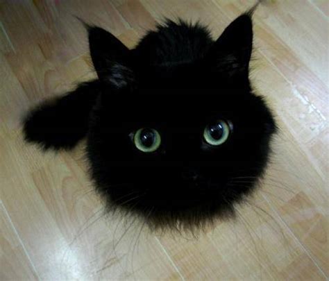 黑猫（黑色的猫） - 搜狗百科