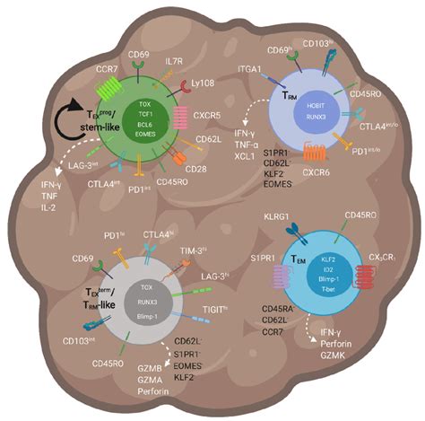 记忆CD8+T细胞分类：表型与功能__凤凰网