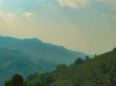 临沧三大产区之一永德产区-世界茶树的发源地之一