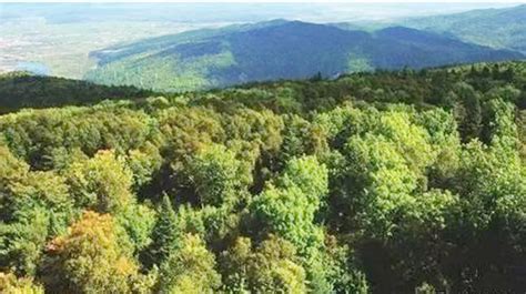 新突破！伊犁地区首个林业碳汇合同签订