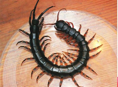 地球上10大巨型蜈蚣，亚马逊巨人蜈蚣居榜首，你看过几个？