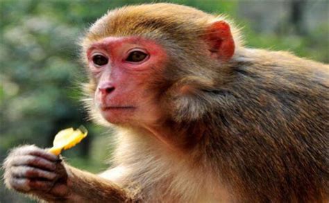 属猴人永远最旺颜色 -属猴-生肖网