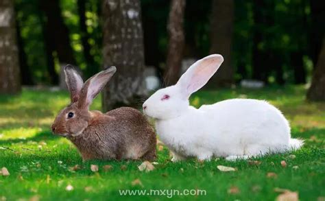 黑兔兔子坐在动物宠物农场的地上高清摄影大图-千库网
