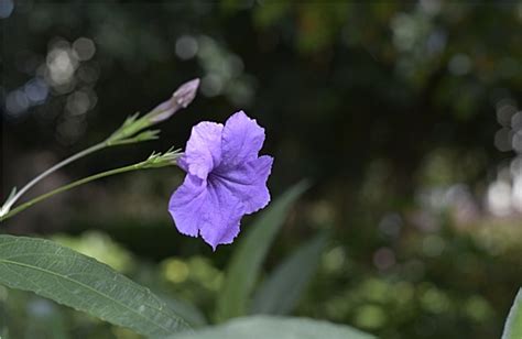 娜丽花(Nerinesarniensis)~图片