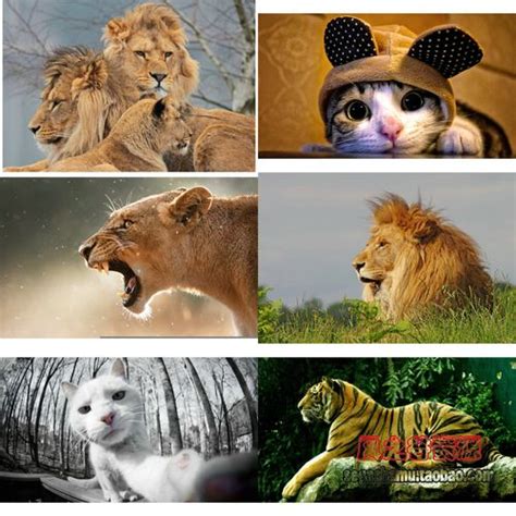 猫科动物的分类标准及思维导图 关于猫科动物的种类及名称大全_卡袋教育