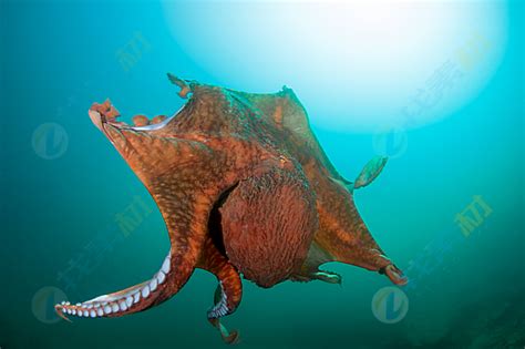 海底大章鱼图片-团成一圈的大章鱼素材-高清图片-摄影照片-寻图免费打包下载