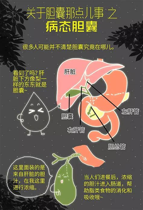 人体胆囊位置图图片