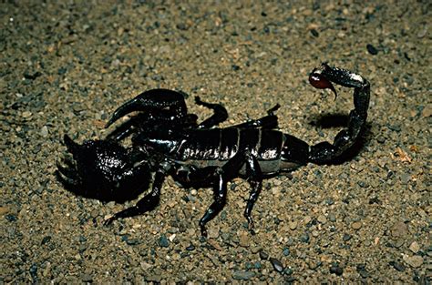 好看的蝎子的图片大全,蝎子头像图片霸气,蝎子王图片_大山谷图库