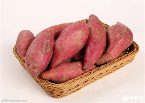 常年代理收购红薯，主要品种花叶_红薯价格行情_蔬菜商情网
