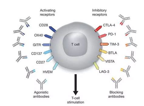 记忆CD8+T细胞分类：表型与功能__凤凰网