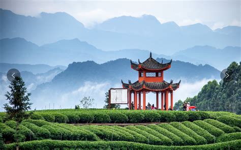 雅安名山：茶旅融合发展成效显著 -中国旅游新闻网