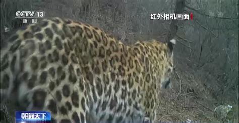 中国特有华北豹现身延安，为迄今发现最大的野生种群