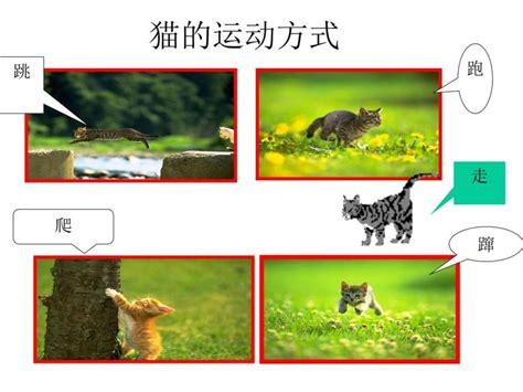 科学鄂教版22 兔与猫说课ppt课件-教习网|课件下载