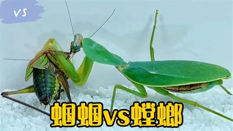 蝈蝈vs螳螂，大战一触即发