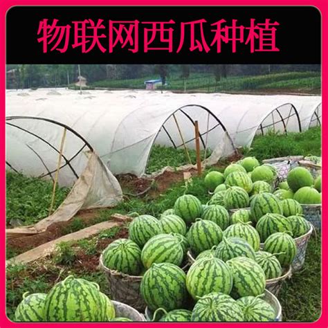 西瓜物联网种植技术_西瓜物联网种植技术_深圳市奥越信科技有限公司推广部