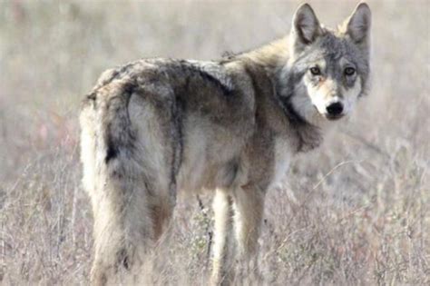 一夜成名的西伯利亚平原狼！#动物档案馆#